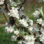 Gardening-Lee-Reich-Winter-Chill-AP