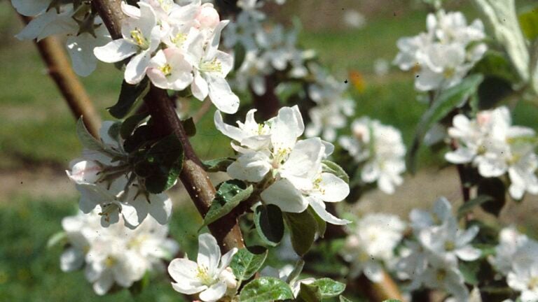 Gardening-Lee-Reich-Winter-Chill-AP