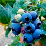 Gardening-Plant-Trends-Blueberries