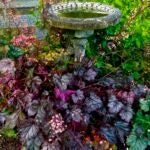 Gardening-Plant-Trends-Dark-Leaves