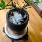 Houseplant-Gardening-Fosdick