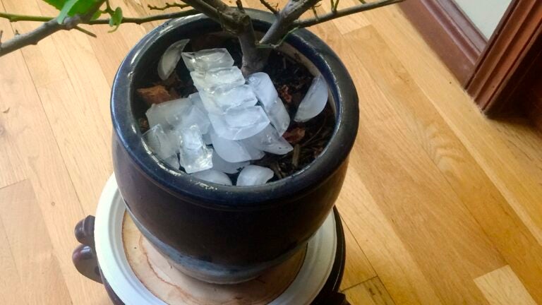 Houseplant-Gardening-Fosdick