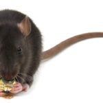 Rat-Eating-House-Becker-Adobe