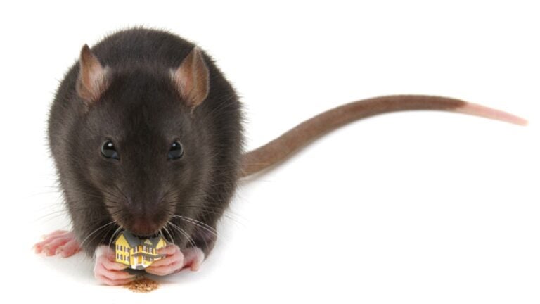 How To Get Rid Of Rats — Expert Tips