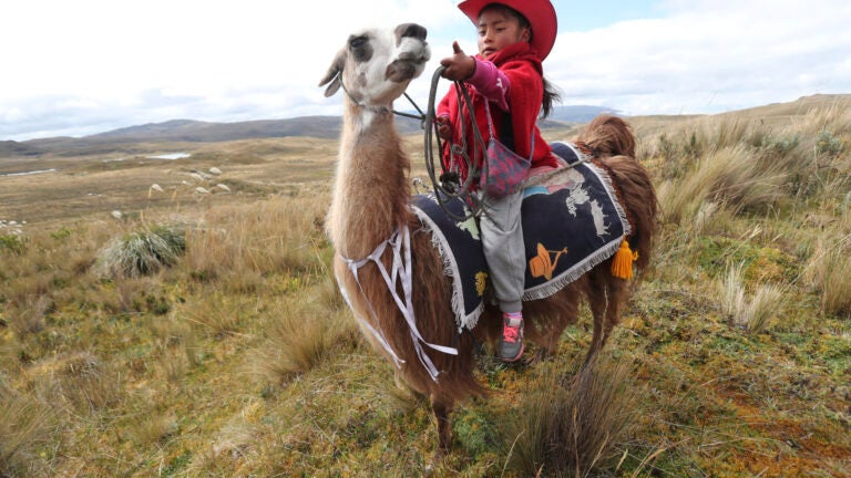 An annual llama race happened in Ecuador. There's photos.
