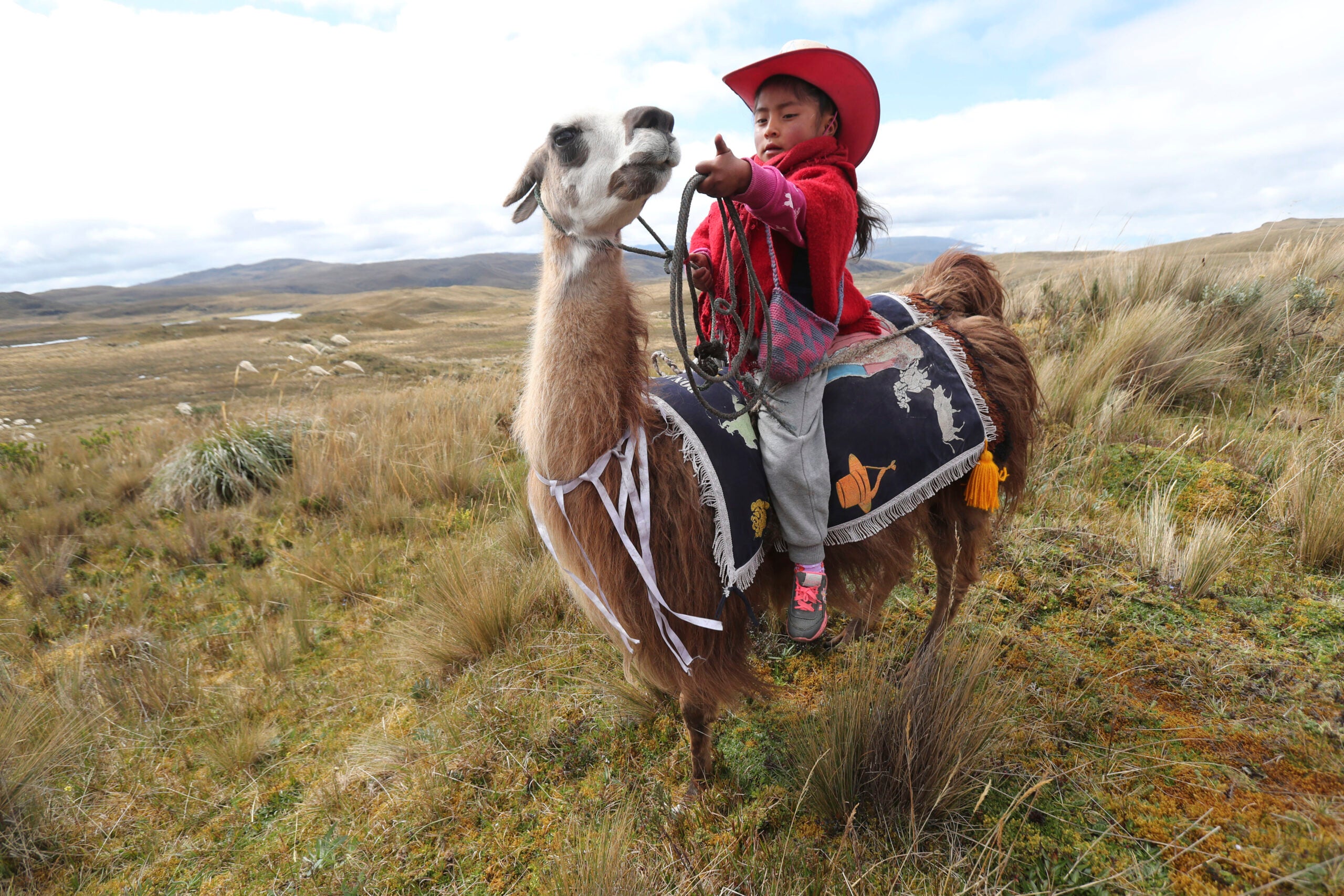 An annual llama race happened in Ecuador. There's photos.