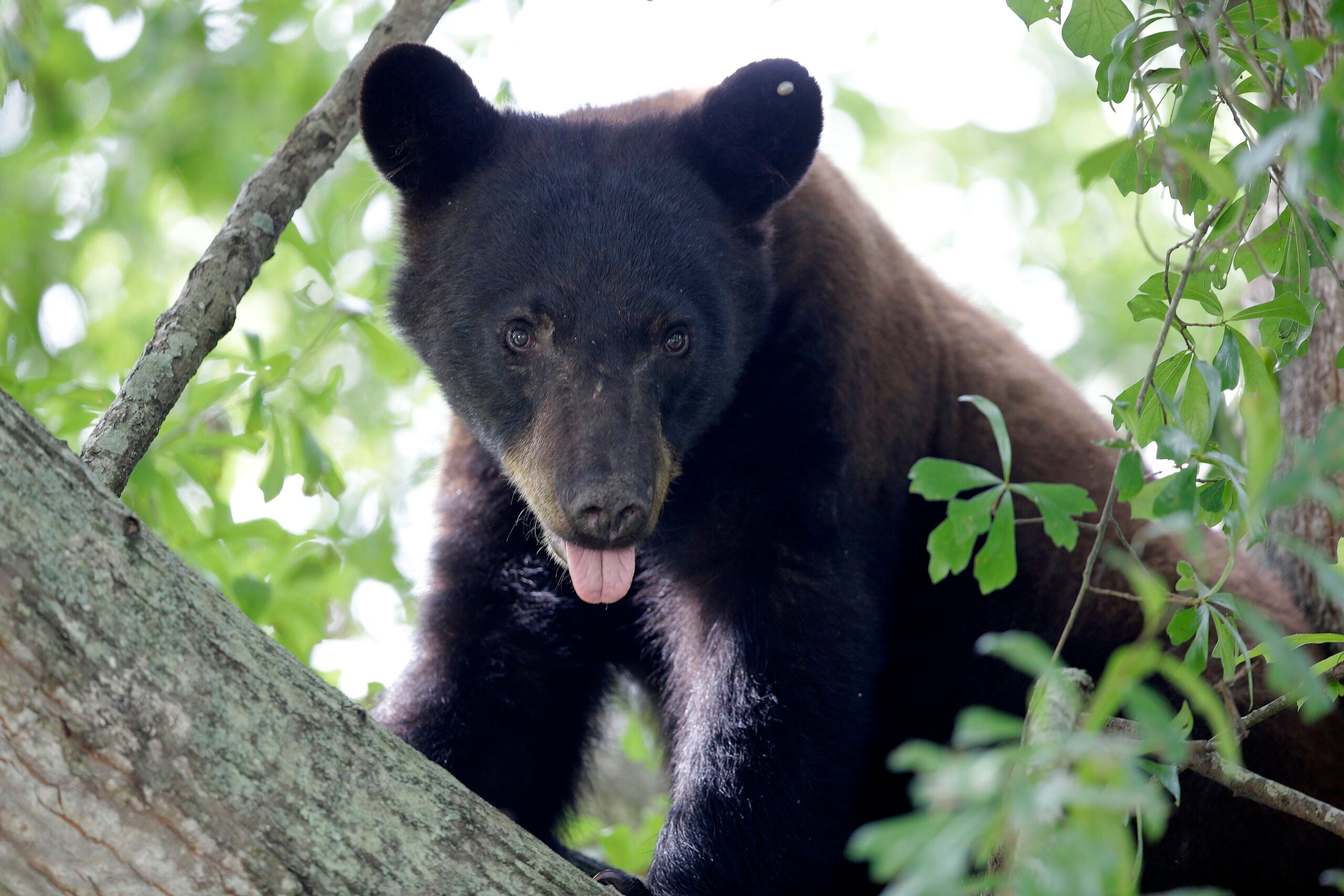 Biologist warns that warm weather means bears are more active this winter