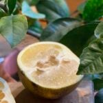 Citrus-Gardening-Grapefruit-Seeds