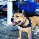 Manatee County Animal Services