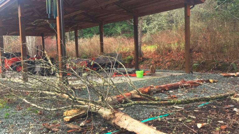 Gardening-disaster-resilient-plants