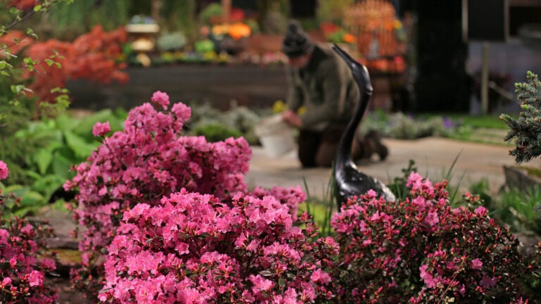 Boston-Flower-Show-2019