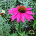 Adrian-Higgins-Purple-Coneflower