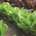 Lettuce-Rob-Cardillo-Burpee