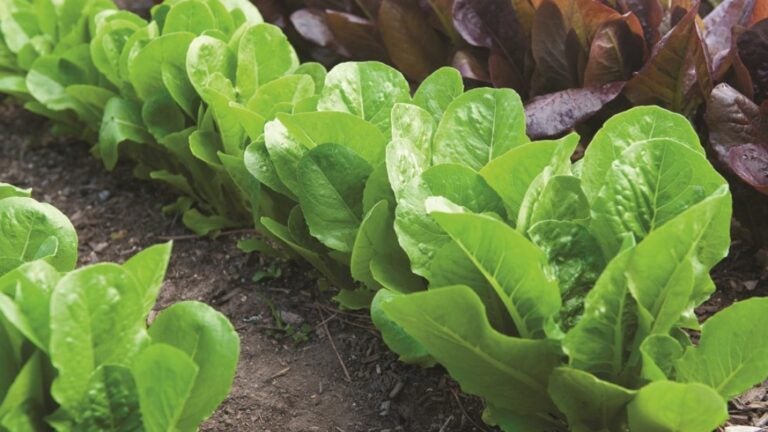 Lettuce-Rob-Cardillo-Burpee