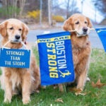 Penny and Spencer, the Marathon Monday dogs