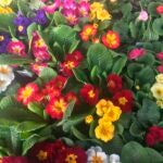 Primrose-Dean-Fosdick-AP