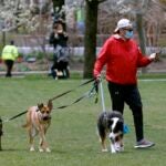 A man walks dogs in Columbia Park.