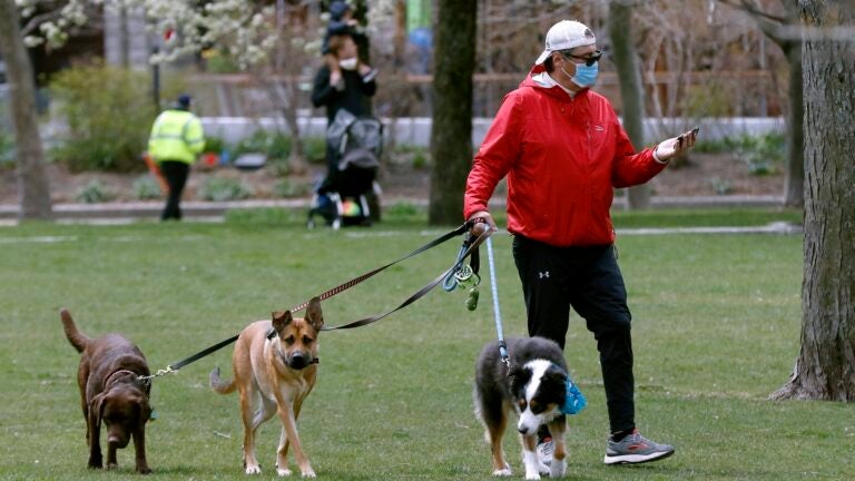 A man walks dogs in Columbia Park.