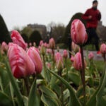 A jogger passes a bed of tulips.