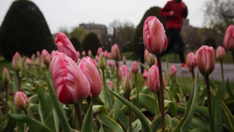 A jogger passes a bed of tulips.