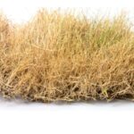 Dead-Grass-Adobe-Stock