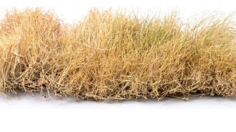 Dead-Grass-Adobe-Stock