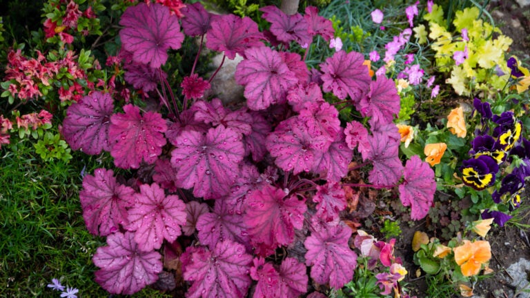 Heuchera-After-Rain-Adobe-Stock