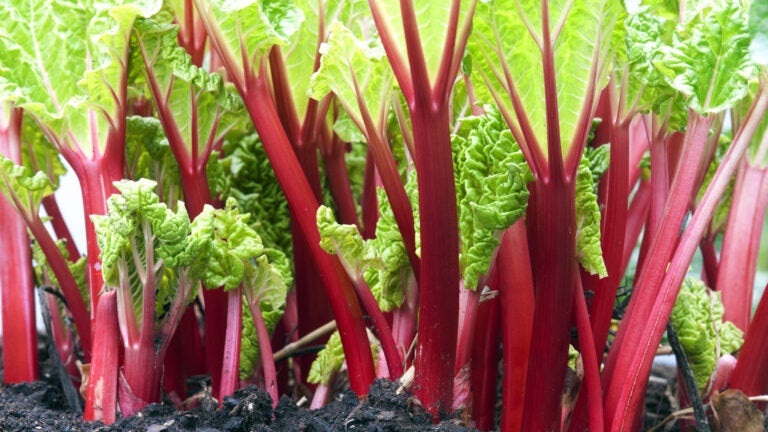 Rhubarb-Crop