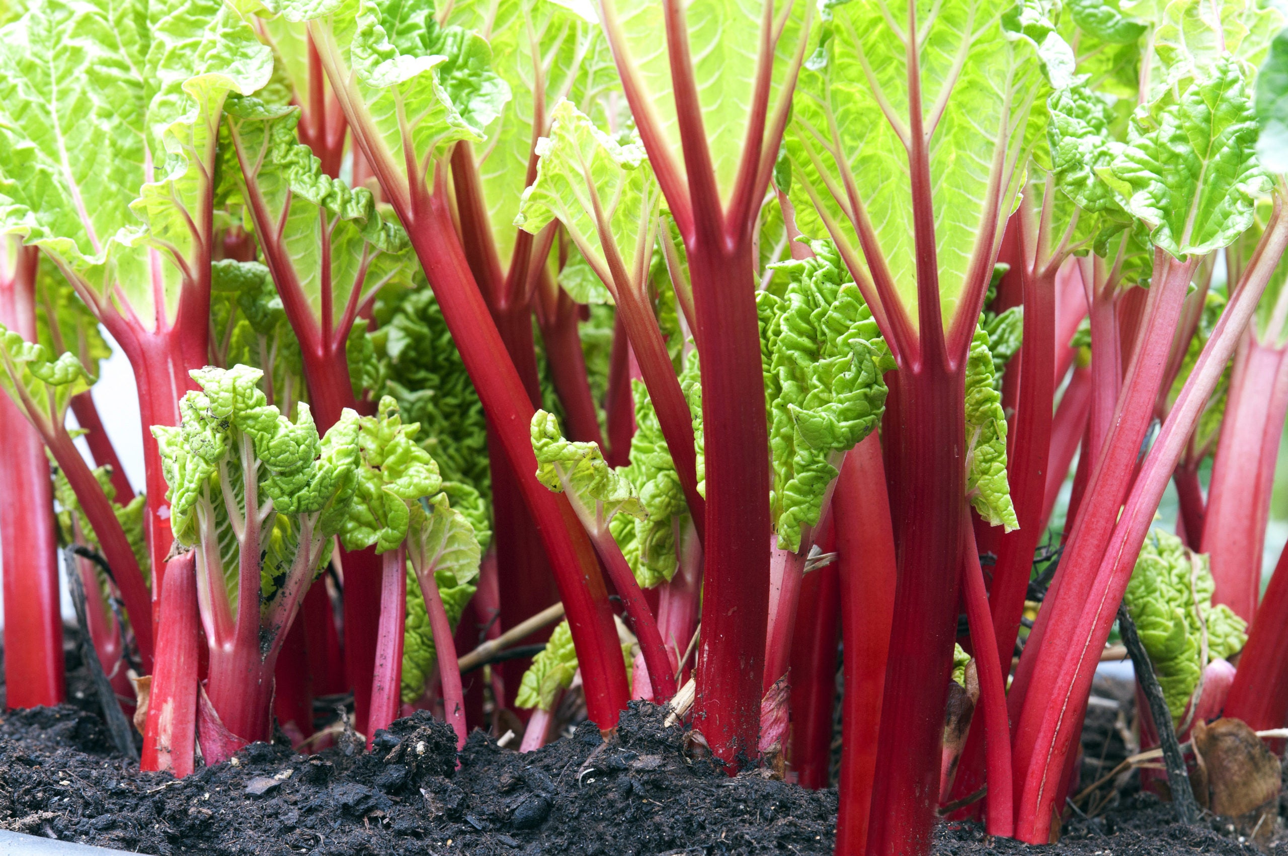 Ask The Gardener: How To Keep Rhubarb Looking Sharp