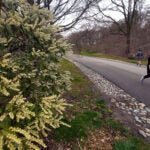 The Arnold Arboretum of Harvard University
