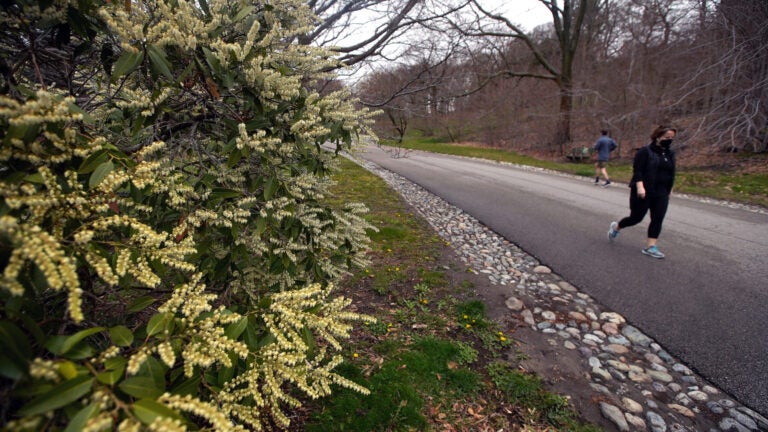 The Arnold Arboretum of Harvard University