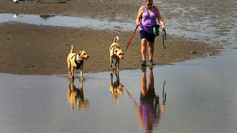 A woman walks her dogs along Scituate Harbor.