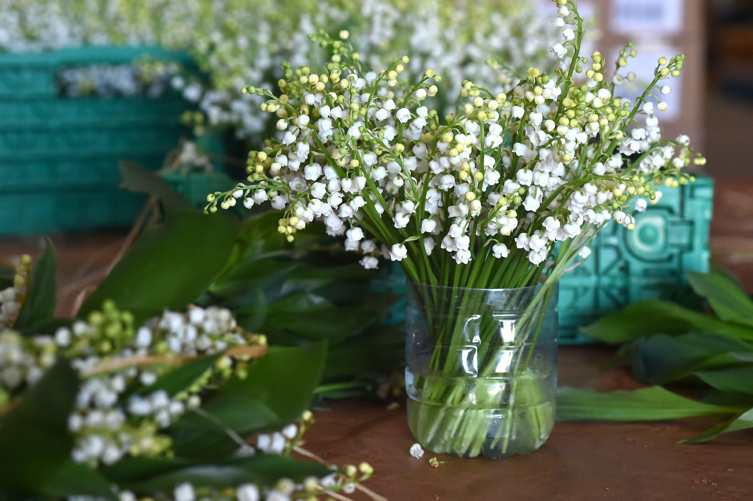Lily-of-the-Valley Gardening Guide