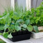 Gardening-Veggie-Transplants-Lee-Reich