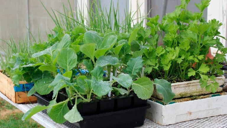 Gardening-Veggie-Transplants-Lee-Reich