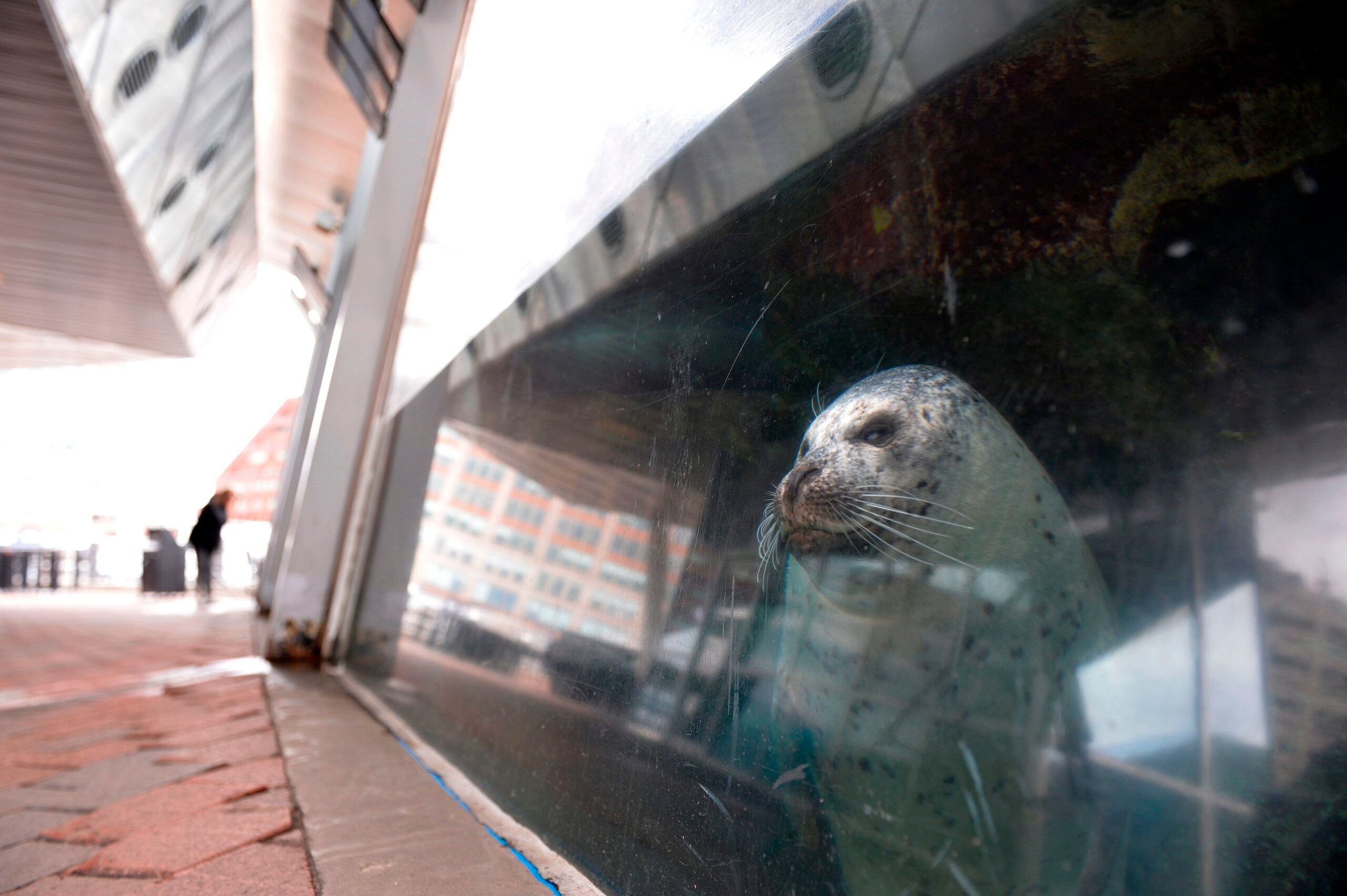 are dogs allowed at the new england aquarium