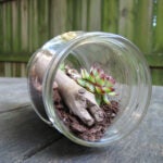 Terrarium-Main-Photo-Washington-Post