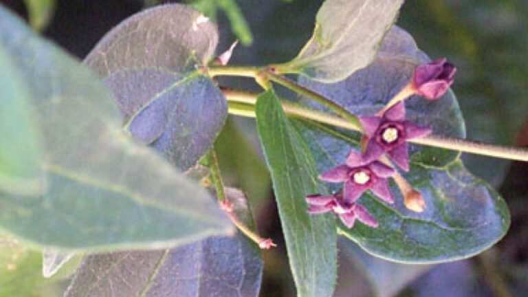 Black-Swallow-Wort-Bloom