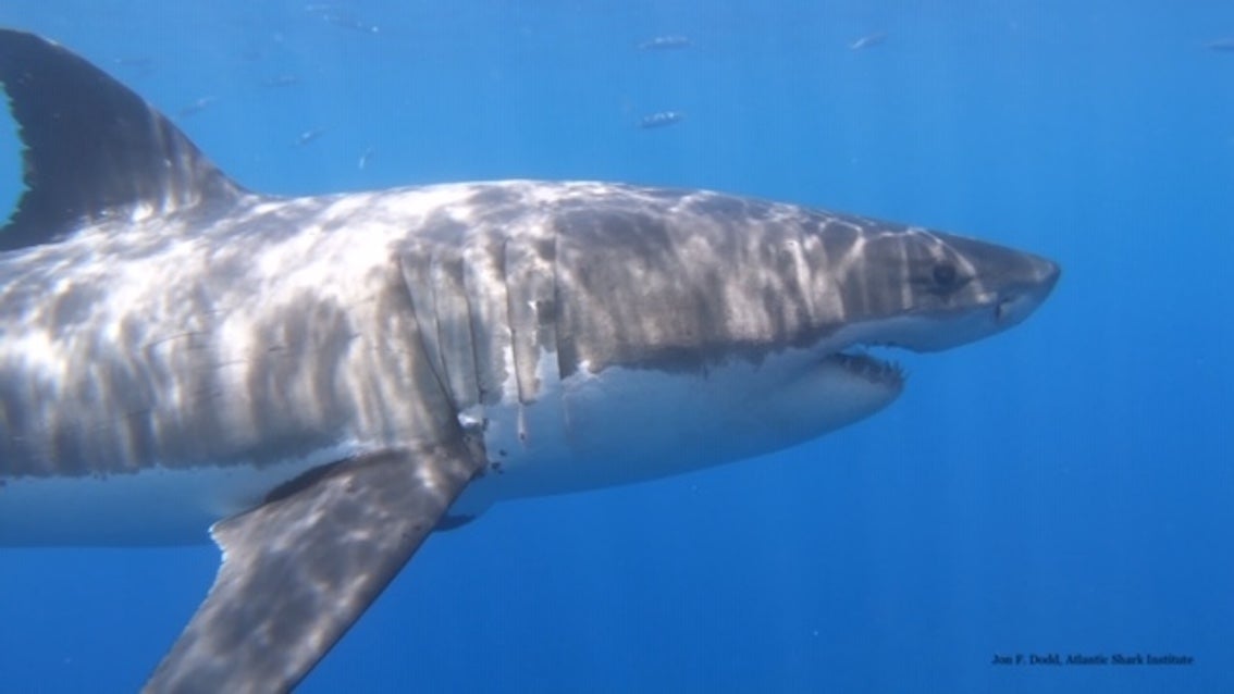 4 great white sharks detected near Rhode Island shore