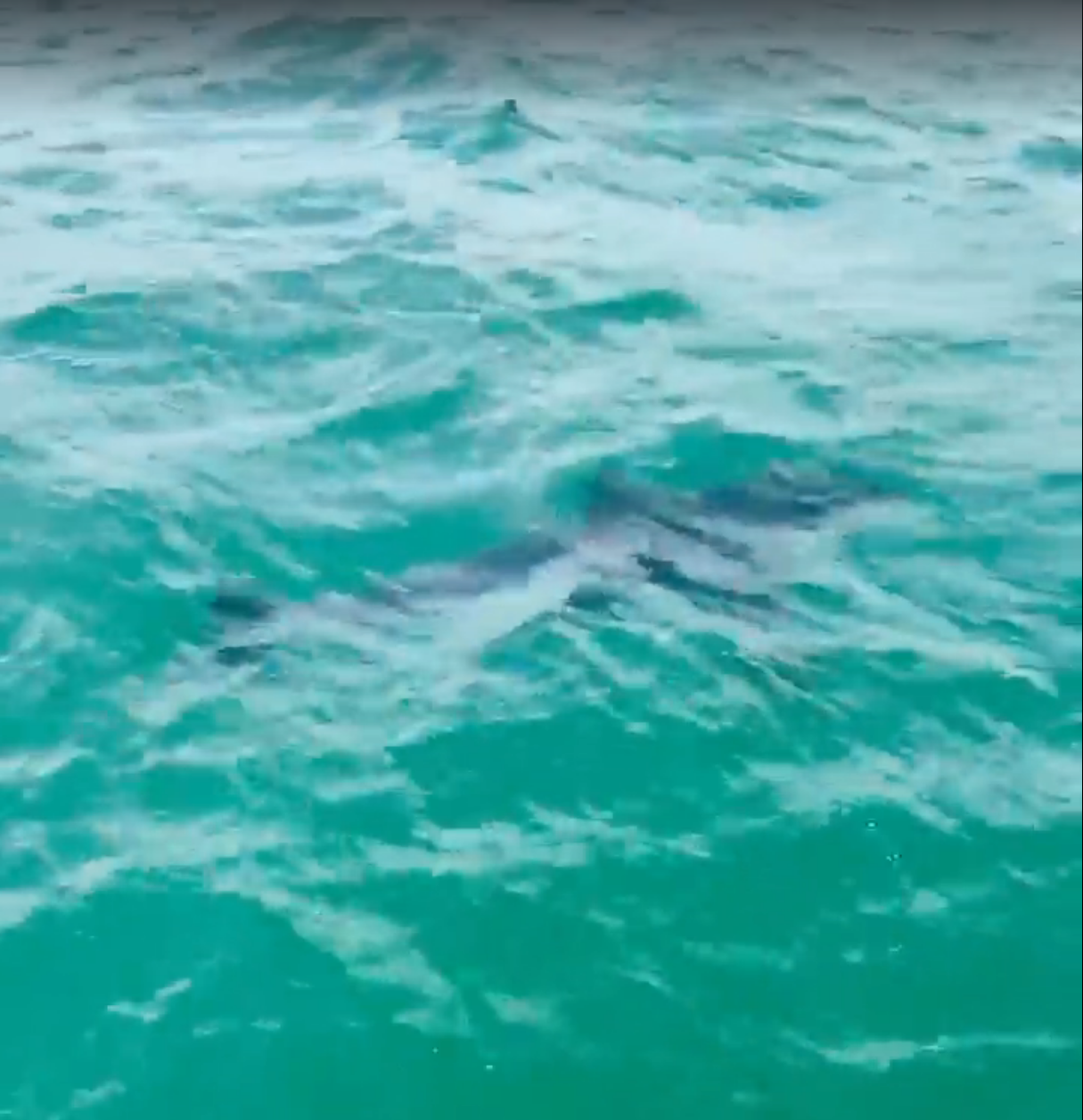 Watch: Ipswich Family Spots Great White Shark Off Plum Island