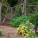 Zinnias-in-Bloom-Path-Daisies