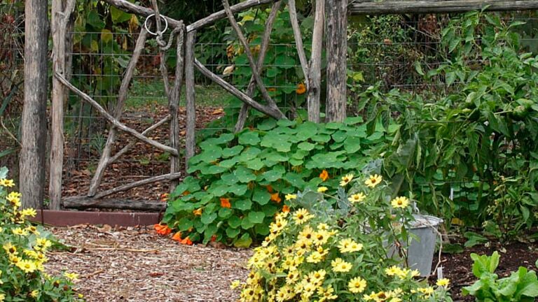 Zinnias-in-Bloom-Path-Daisies