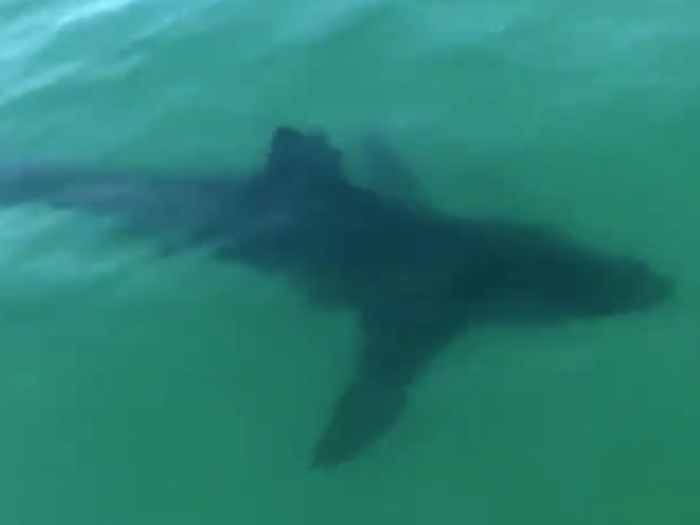 Wellfleet beach closes twice after great white shark sightings