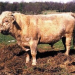 A beefalo stands out in a field.