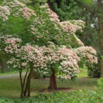 Korean-Dogwood-Adobe-Stock
