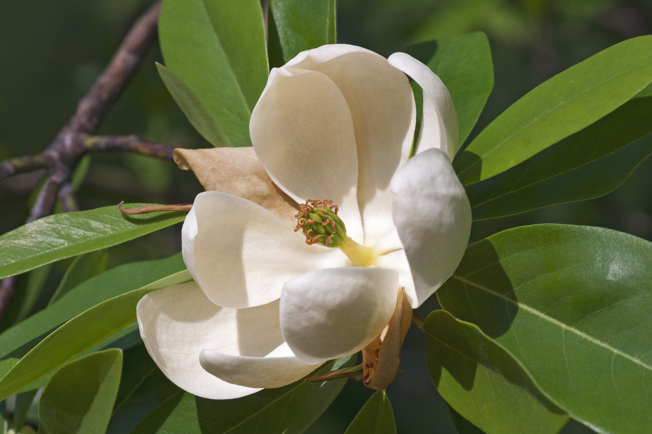 Sweetbay-Magnolia-Flower-Adobe-Stock