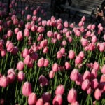 Tulips-Pink-Bloom-Davis-Copley