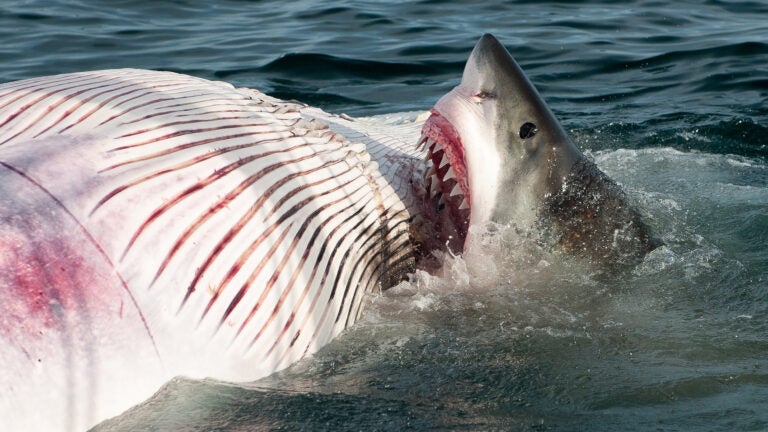 'Wicked Sharks': Discovery to air new Cape Cod-filmed special for Shark ...