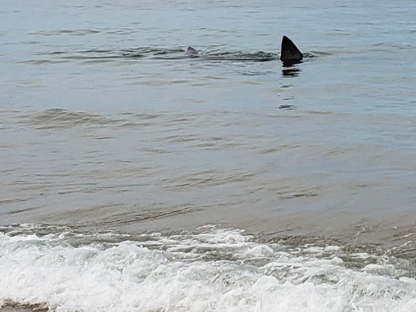 A tourist captured video of a great white shark devouring a seal off