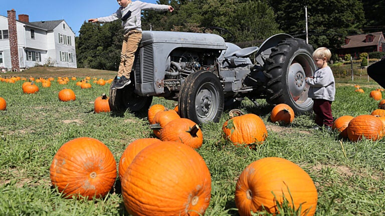 Children play at Hanson's Farm in Framingham